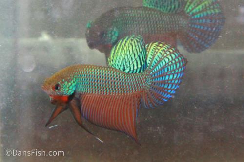Emerald Betta, Female