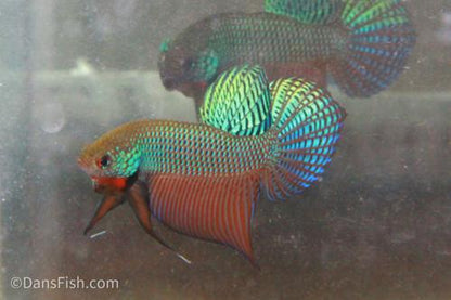 Emerald Betta, Female