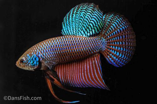 Emerald Betta, Female