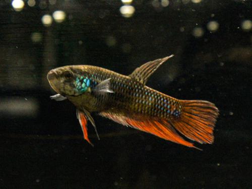 Emerald Betta, Female
