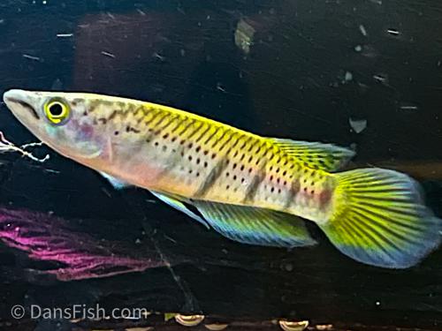 Epiplatys sexfasciatus -Reverse Trio, Reverse Trio (2M1F)