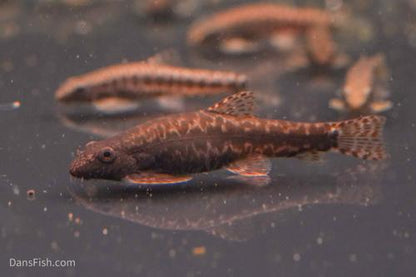 Erromyzon Hillstream Loach