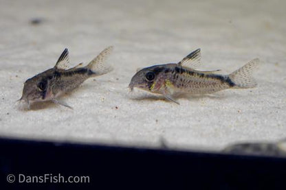 Evelyn's Cory