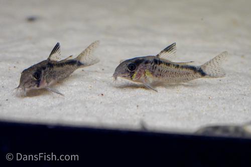 Evelyn's Cory