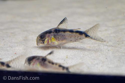 Evelyn's Cory