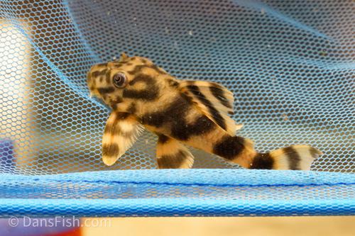 L202 False Leopard Frog Pleco