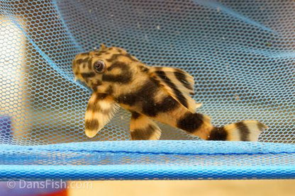 L202 False Leopard Frog Pleco
