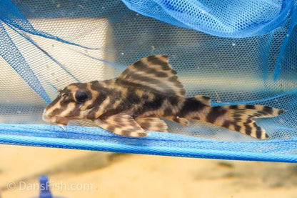 L202 False Leopard Frog Pleco