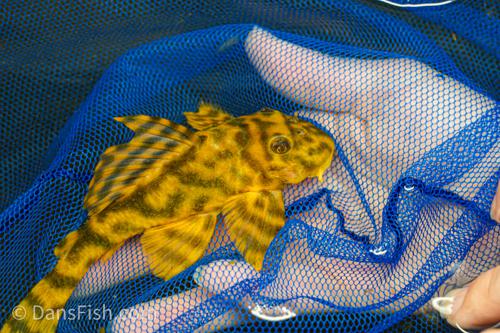 L202 False Leopard Frog Pleco