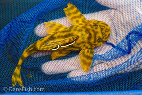 L202 False Leopard Frog Pleco