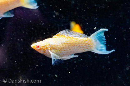Fancy Albino Golden Sailfin Molly, Pair (1M1F)