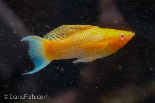 Fancy Albino Golden Sailfin Molly, Pair (1M1F)