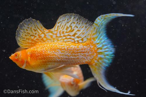 Fancy Albino Golden Sailfin Molly, Pair (1M1F)