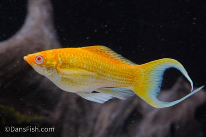 Fancy Albino Golden Sailfin Molly, Pair (1M1F)
