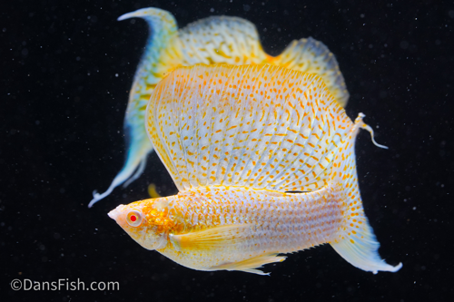 Fancy Albino Golden Sailfin Molly, Pair (1M1F)