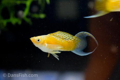 Fancy Golden Molly, Male