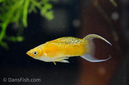 Fancy Golden Molly, Male
