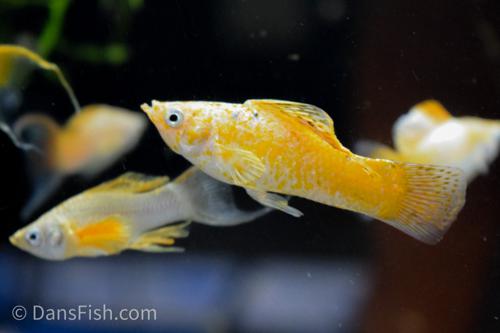 Fancy Golden Molly, Male