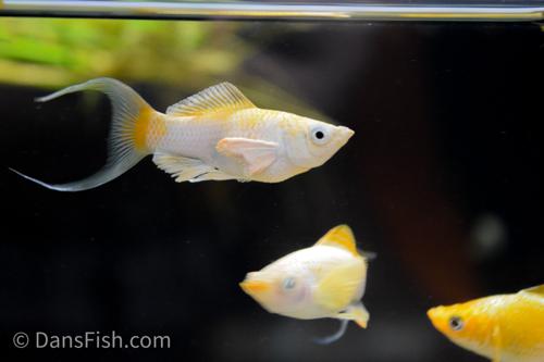 Fancy Golden Molly, Male