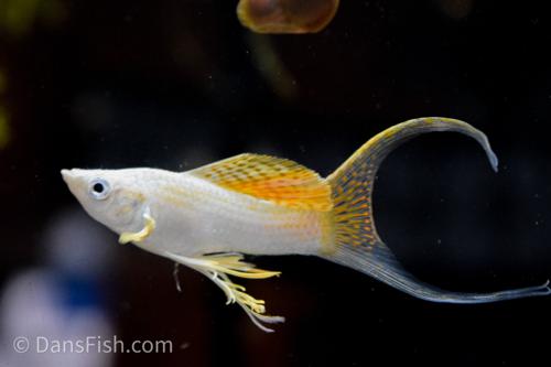 Fancy Golden Molly, Male