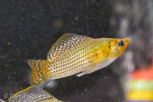 Fancy Green Sailfin Molly, Reverse Trio (2M1F)