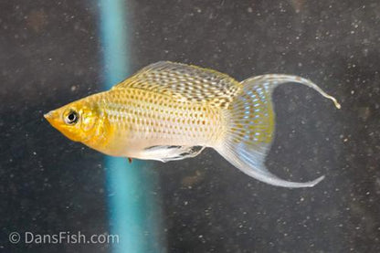 Fancy Green Sailfin Molly, Reverse Trio (2M1F)