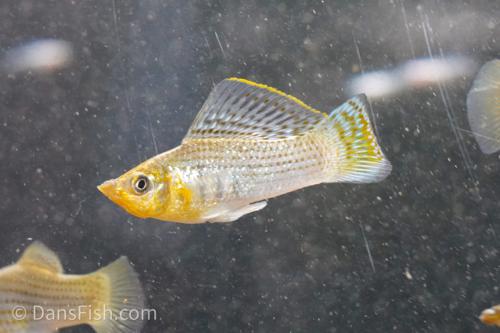 Fancy Green Sailfin Molly, Reverse Trio (2M1F)