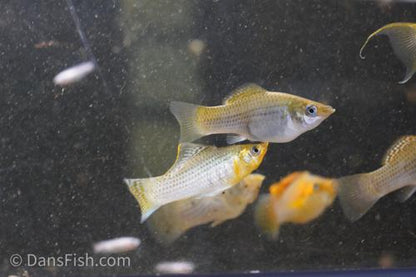 Fancy Green Sailfin Molly, Reverse Trio (2M1F)