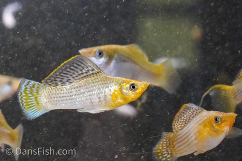 Fancy Green Sailfin Molly, Reverse Trio (2M1F)