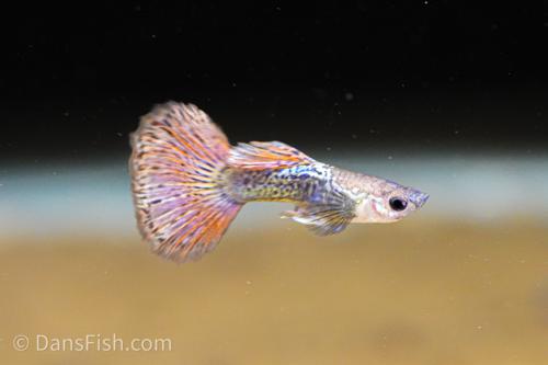 Fancy Red Dragon Guppy, Trio (1M2F)