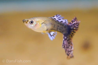 Fancy Red Dragon Guppy, Trio (1M2F)
