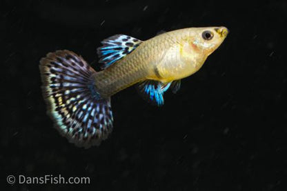 Fancy Red Dragon Guppy, Trio (1M2F)