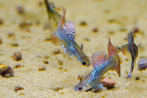 Fancy Red Dragon Guppy, Trio (1M2F)