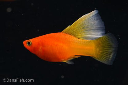 Fancy Sunrise High Fin Platy, Pair (1M1F)