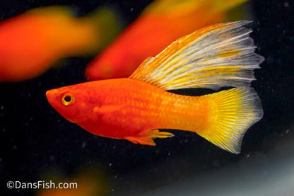Fancy Sunrise High Fin Platy, Pair (1M1F)