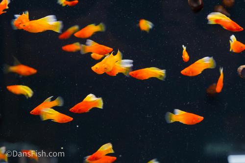 Fancy Sunrise High Fin Platy, Pair (1M1F)