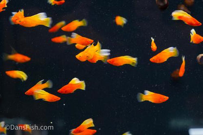 Fancy Sunrise High Fin Platy, Pair (1M1F)