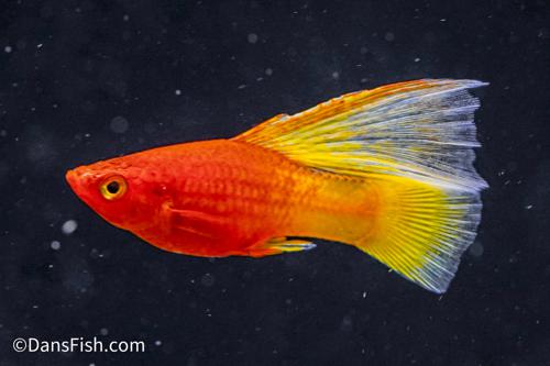 Fancy Sunrise High Fin Platy, Pair (1M1F)