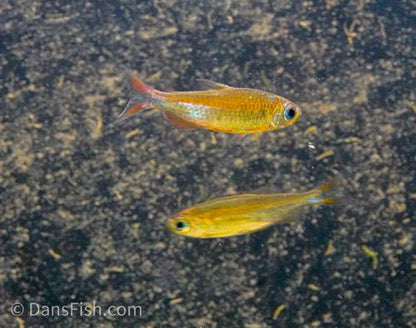 Fantastique Congo Tetra