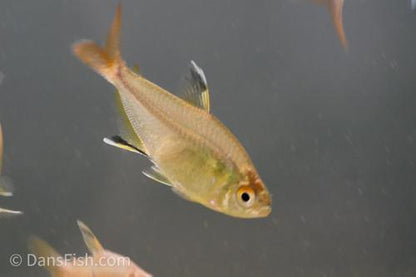 Featherfin Tetra