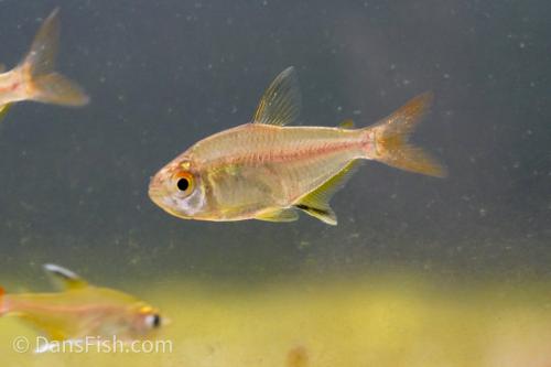 Featherfin Tetra