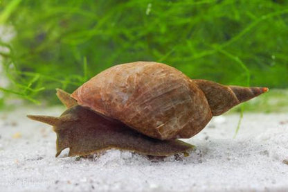 Feeder Snails small, (10 pack)