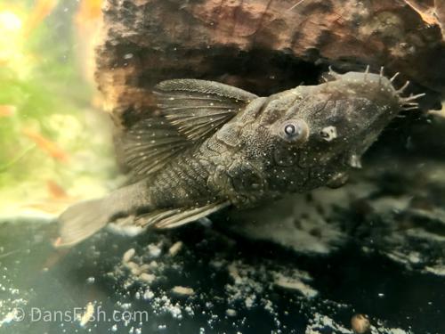Fine Spot Bushynose Pleco