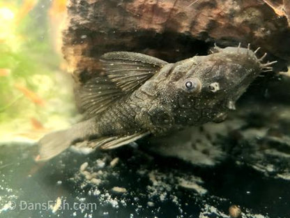 Fine Spot Bushynose Pleco