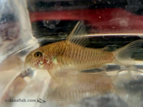 Fine Spot Cory 'Pantanal'