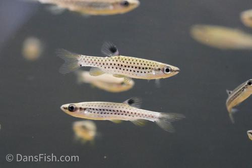 Fine Spot Splash Tetra