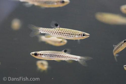 Fine Spot Splash Tetra