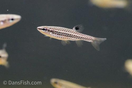 Fine Spot Splash Tetra