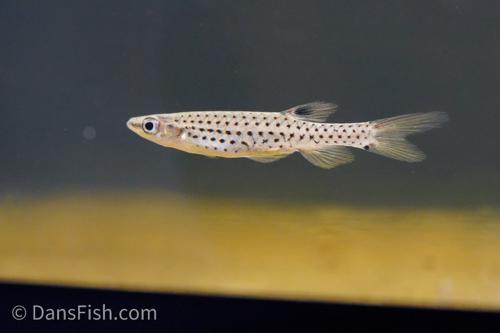 Fine Spot Splash Tetra