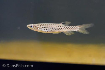 Fine Spot Splash Tetra